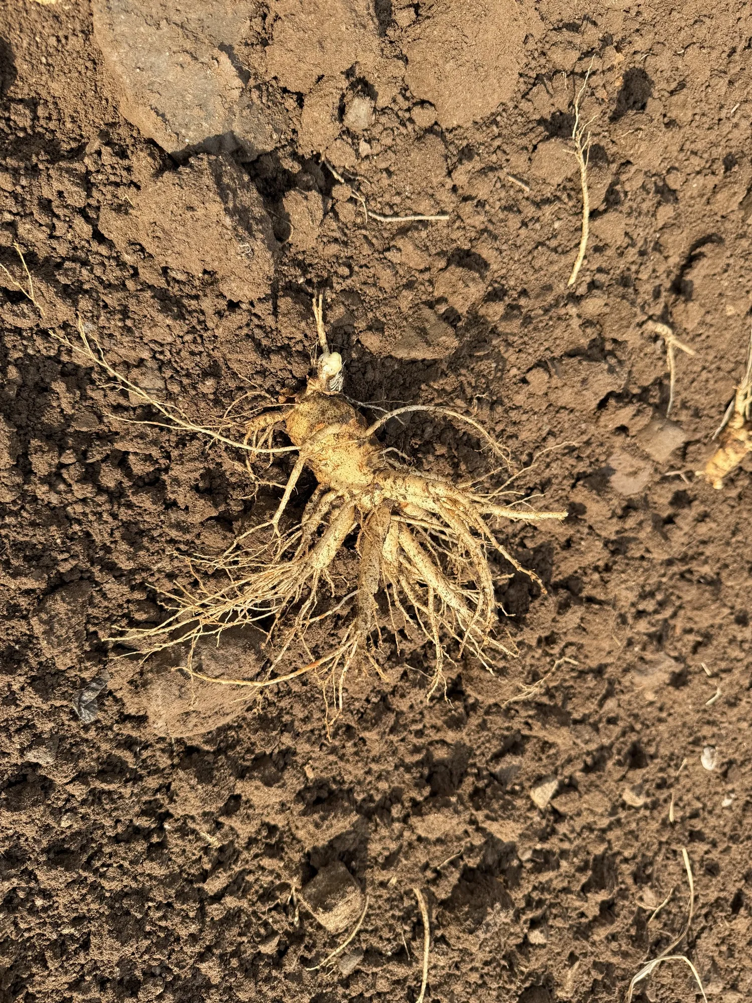 🍂 Mùa Thu Hoạch Sâm 6 Năm Tuổi Hàn Quốc – Hành Trình Nuôi Dưỡng Tinh Hoa Đất Trời